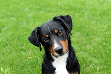 Hund legt Kopf schief