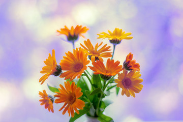 Flowers in a vase on bokeh background with sunlight pattern. Postcard concept