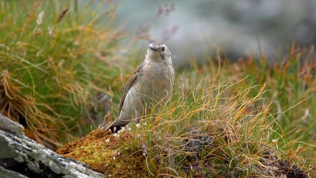 Water pipit (Anthus spinoletta) in mountain environment