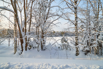 Landscape with tree in the foreground and field in the distance on a winter day