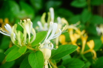 honeysuckle