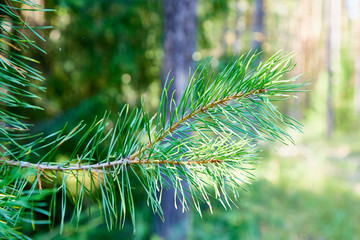 Green spruce tree branch and blurred forest in the background