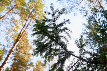 Green spruce tree branch and blurred forest in the background