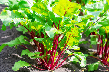 Leaf of beet root. Fresh green leaves of beet or beet.