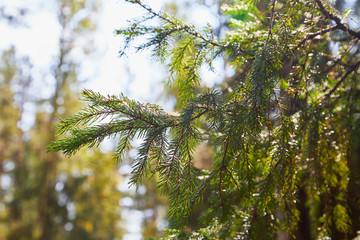 Green spruce tree branch and blurred forest in the background