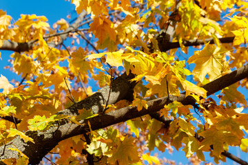 Yellow autumn leaves of maple tree close-up