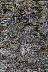texture french stone and roots wall