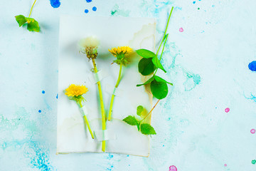 Dandelion and clover header on a watercolor background