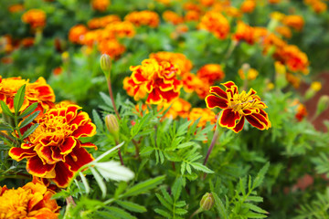 Beautiful orange red marigold flowers.