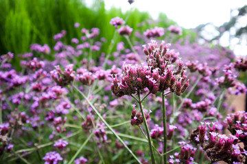 Closeup​ to​ purple​ lavender​ flower​ with​ blurred
