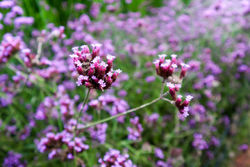 Closeup​ to​ purple​ lavender​ flower​ with​ blurred