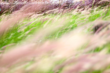 Blur of grassland background.