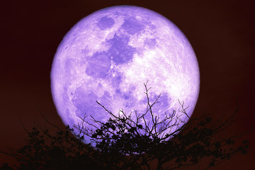 red sturgeon moon on the night red sky back silhouette dry branch tree