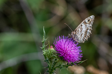 Allphotokz Butterflies 20160814 5952 D810