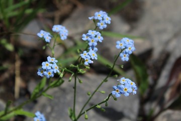 Beautiful Blue Forget-Me-Nots