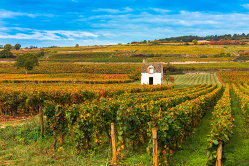 Fototapeta na wymiar Vineyards in the autumn season, Burgundy, France