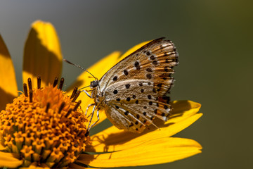 Allphotokz Butterflies 20170724 1127 D810