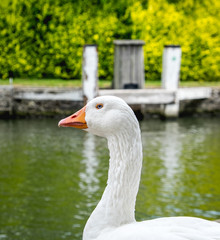 White goose from the side near a canal