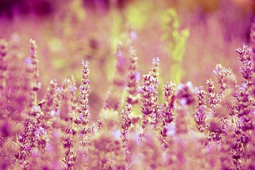 Fototapeta premium Garden of Pink Flowers
