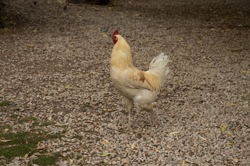 close-up blurry background chicken