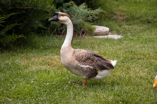 goose close-up blurry background
