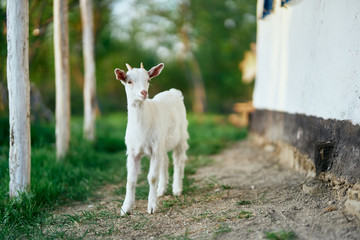 Obraz premium goat on a pasture