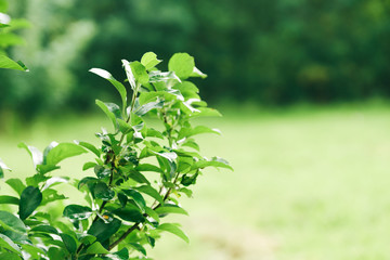 green leaves of a tree in spring