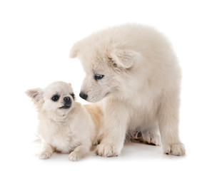 puppy samoyed dog and chihuahua