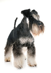 miniature schnauzer in studio