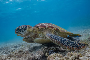 Close up view of a green sea turtle feeding on a sea grass. Green sea turtles are herbivores. The jaw is serrated to help the turtle easily chew seagrasses and algae, its primary food sources.