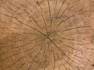 Wood texture. Surface of wood background
