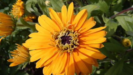 yellow flower in the garden