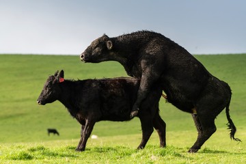  Specked park, Murray Grey and Angus cattle in Australia grazing on grass. in south west Victoria. ...