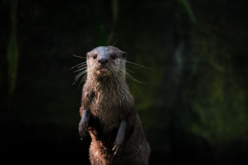 River Otter