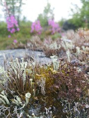 flowers in the garden