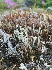 flowers in the forest