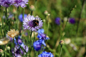 bee on a flower