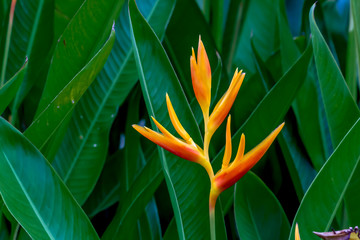 Colorful flower blooming in the field.