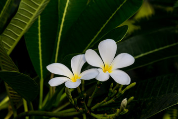 White plumeria on Plumeria leaves background.