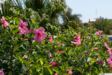 Pink hibiscus from Spain summer flowers
