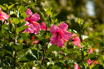 flowers hibiscus from Spain-Gandia