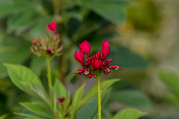 Fototapeta premium Colorful flower blooming in the field.
