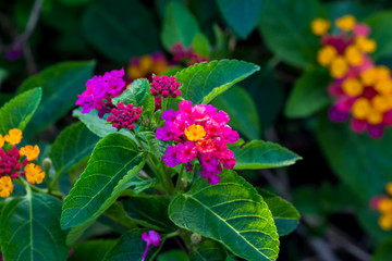 Colorful flower blooming in the field.