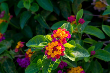 Colorful flower blooming in the field.