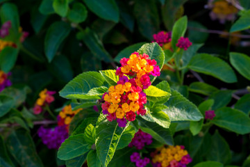 Colorful flower blooming in the field.