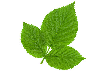 Raspberry leaf  on white