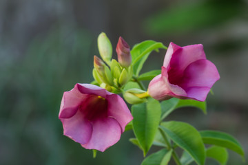 Beautiful flower,Pink flower background of flower.