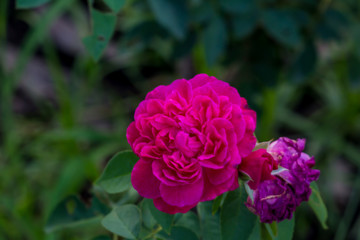 Beautiful flower,Pink flower background of flower.