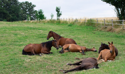 six horses on pasture tired