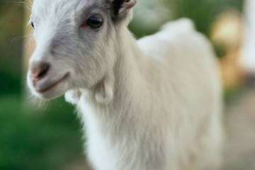 portrait of a goat